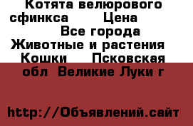 Котята велюрового сфинкса. .. › Цена ­ 15 000 - Все города Животные и растения » Кошки   . Псковская обл.,Великие Луки г.